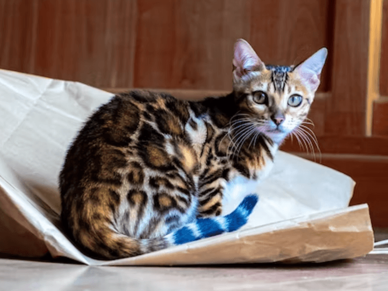 Bengal