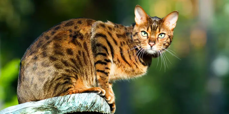 Bengal