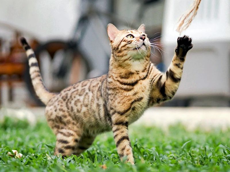 Bengal