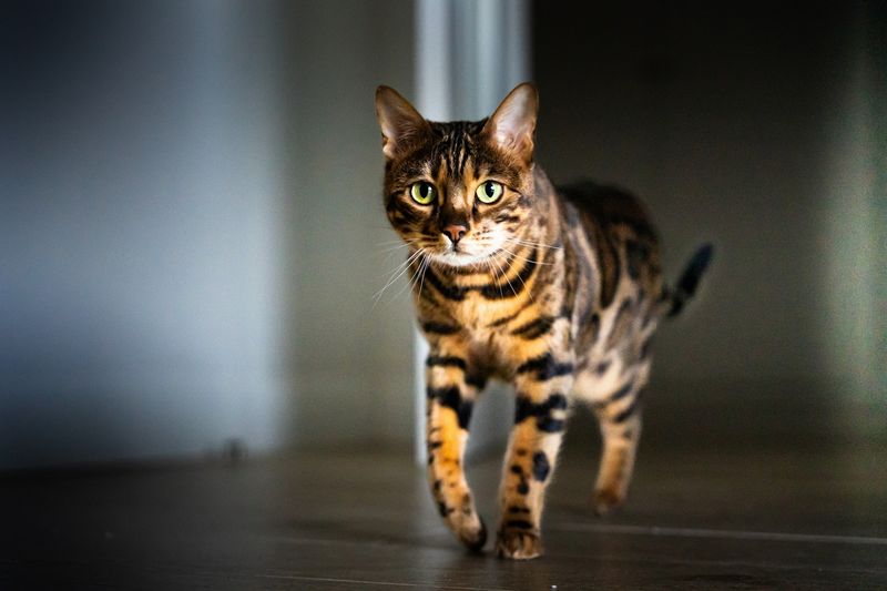 Bengal