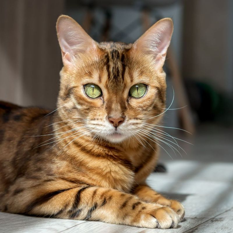Bengal