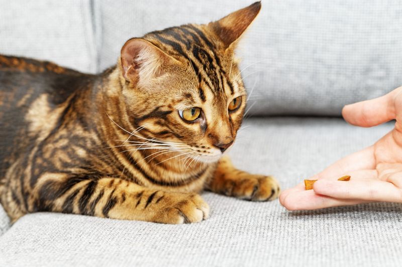 Bengal