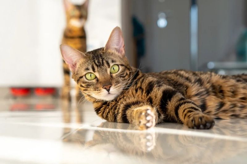 Bengal