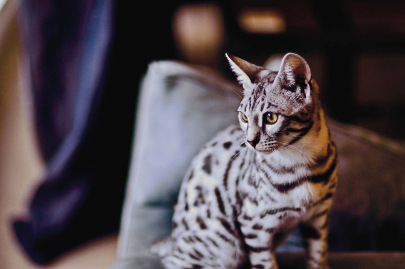 Bengal