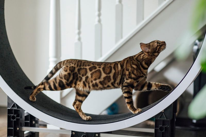 Bengal