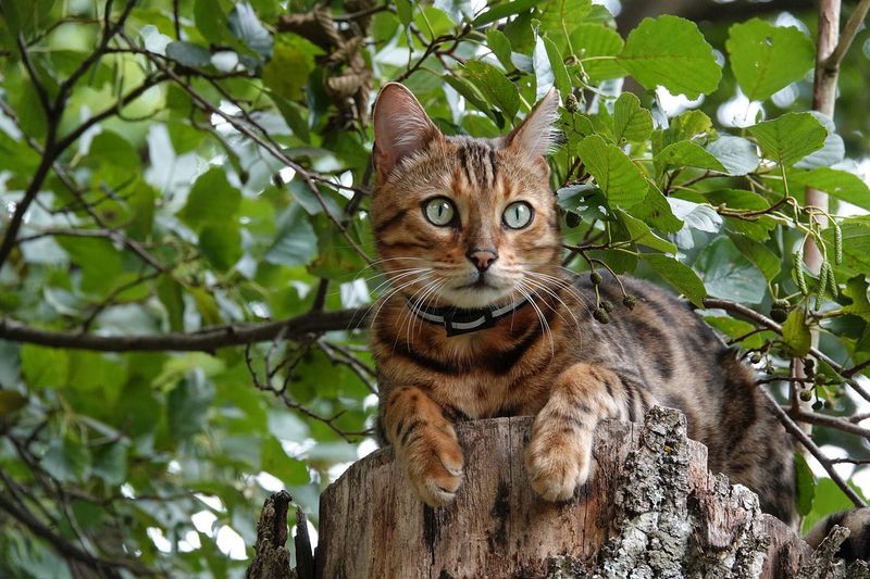 Bengal