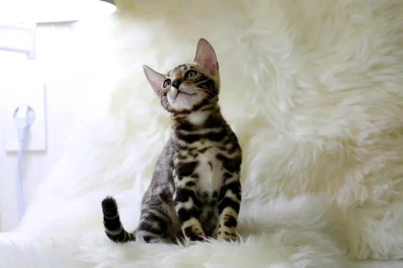 Bengal