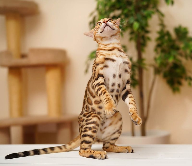 Bengal