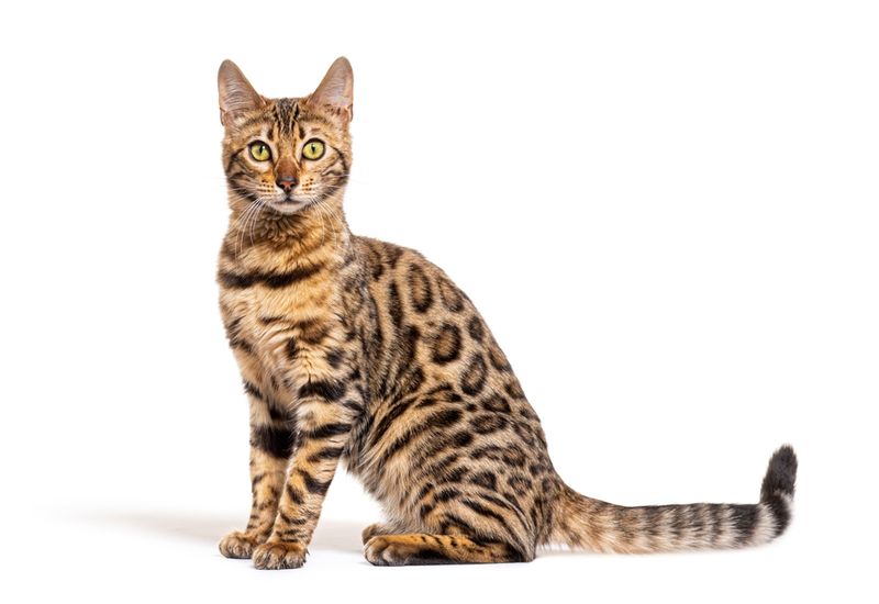 Bengal