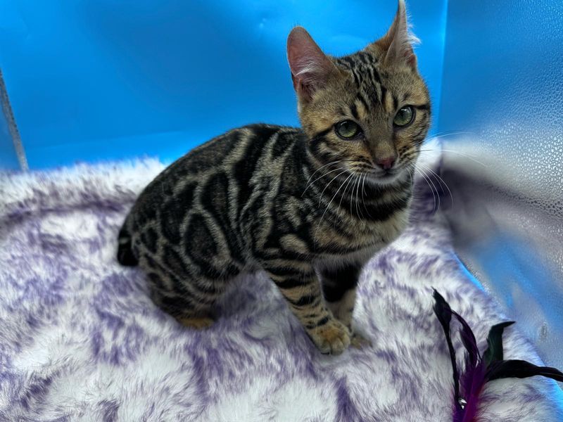 Bengal