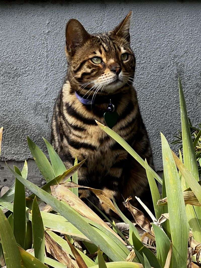 Bengal