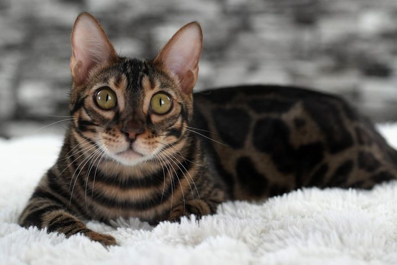 Bengal