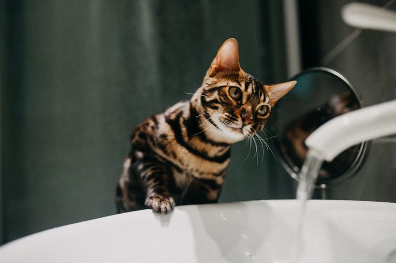 Bengal: Beautiful Troublemaker I Still Regret