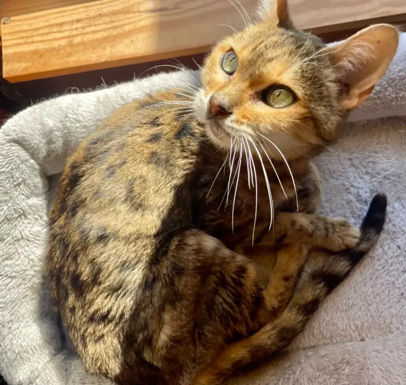 Bengal Cats