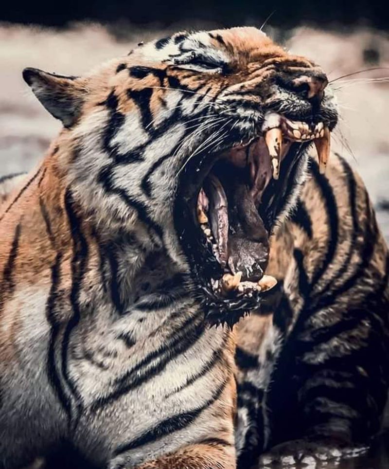 Bengal Tiger