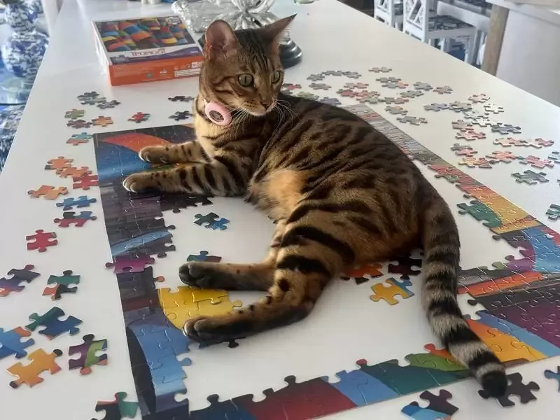 Bengal