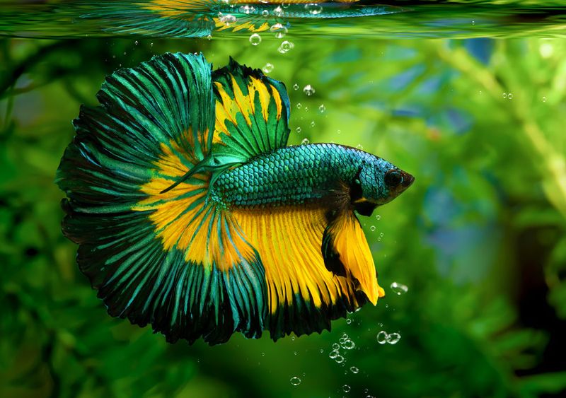 Betta Fish