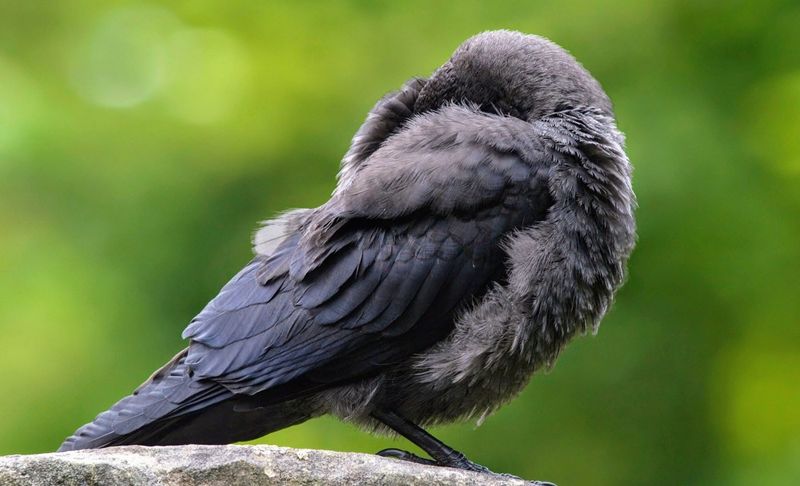 Birds: Songs in Slumber