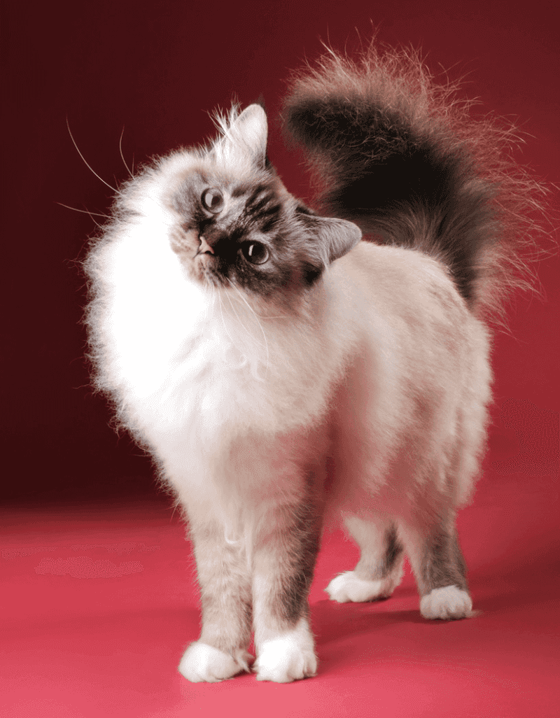 Birman