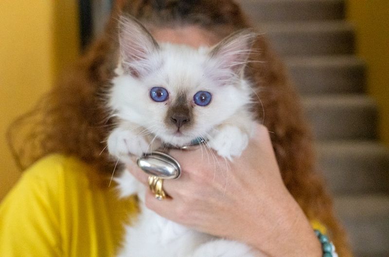Birman