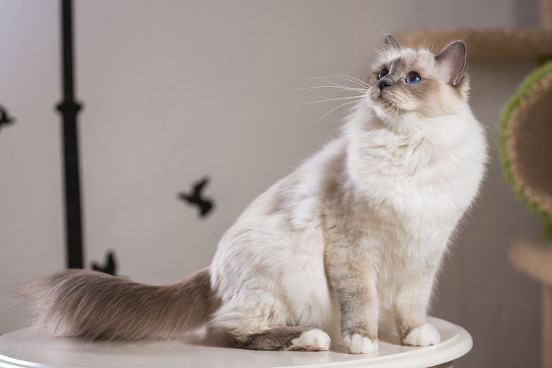 Birman