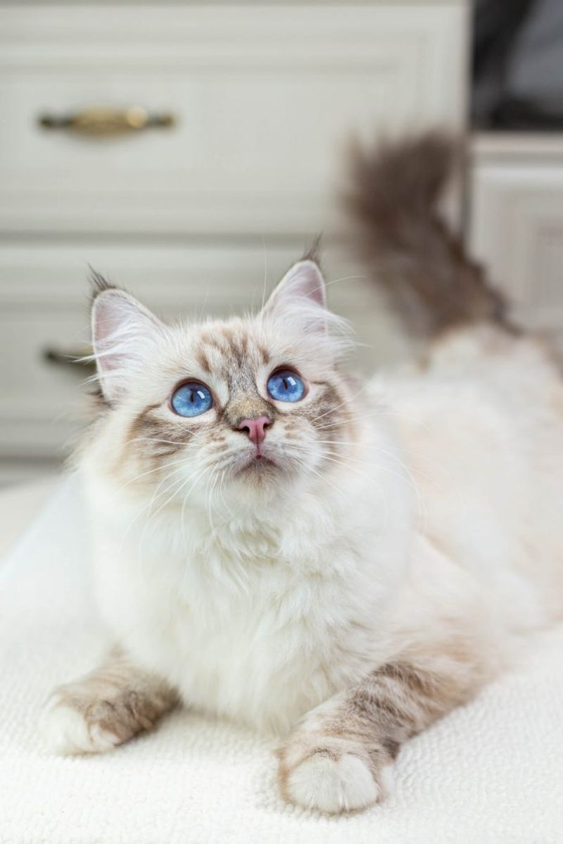 Birman