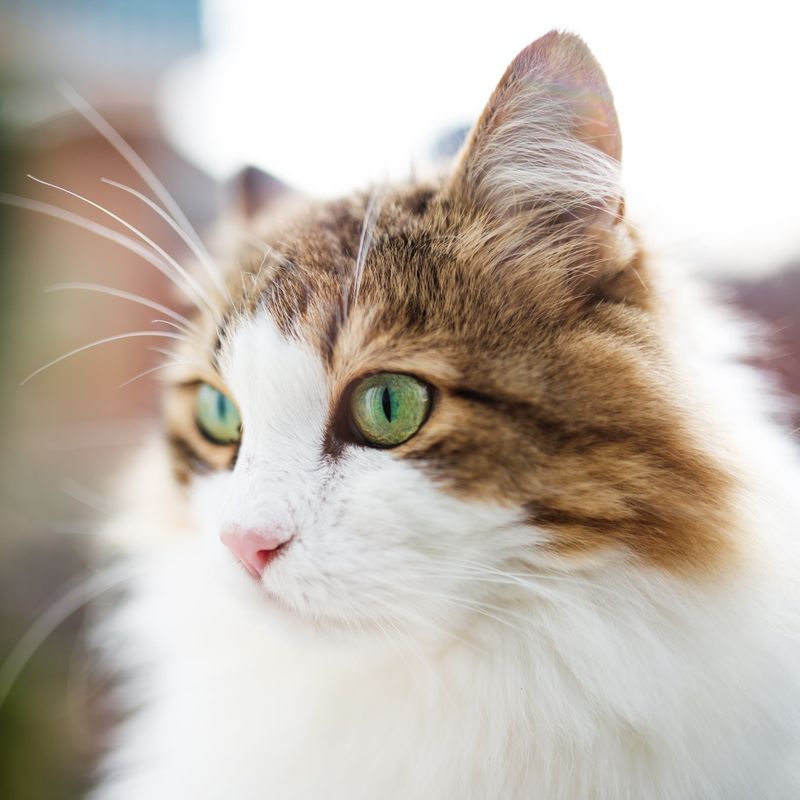 Birman