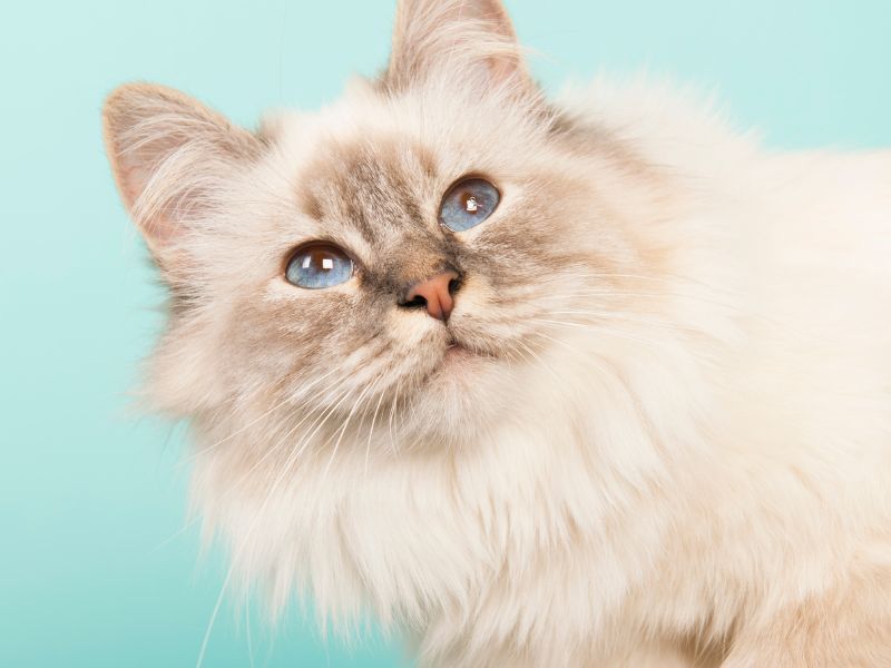 Birman