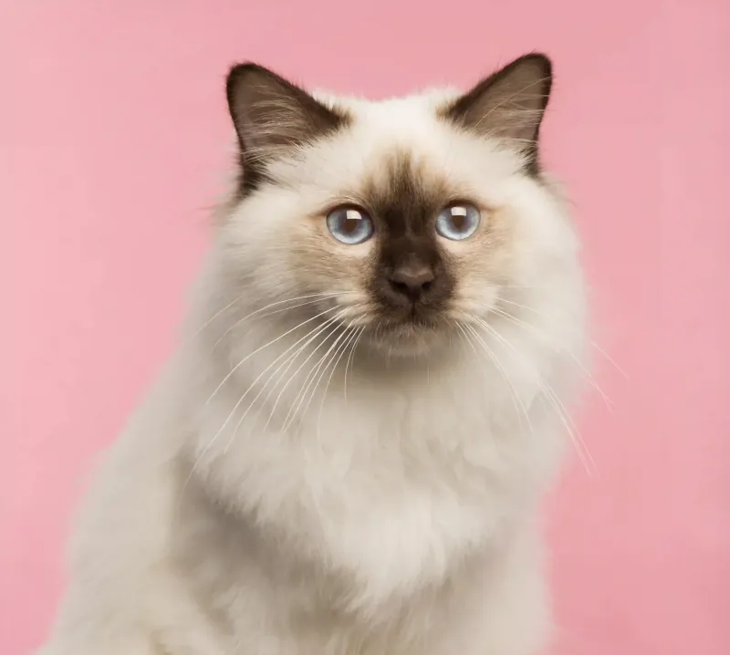 Birman