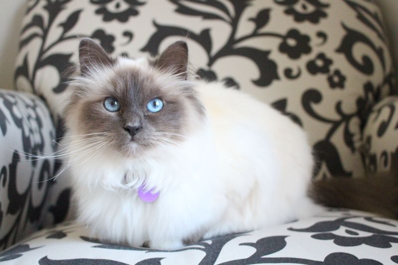 Birman