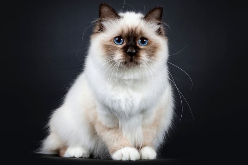 Birman: Sacred Sweetheart Worth Every Moment