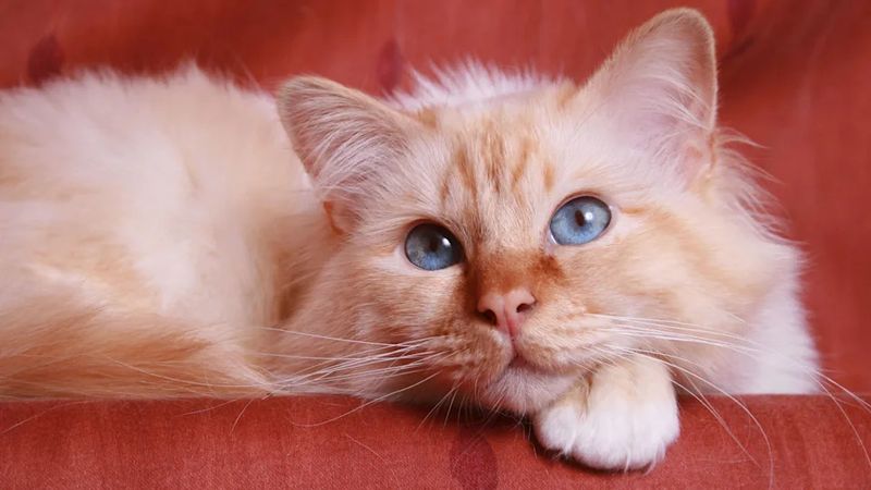 Birman
