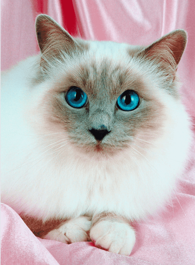Birman
