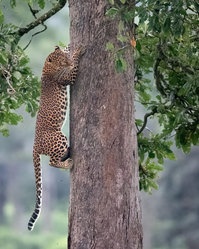Biting Bark on Trees