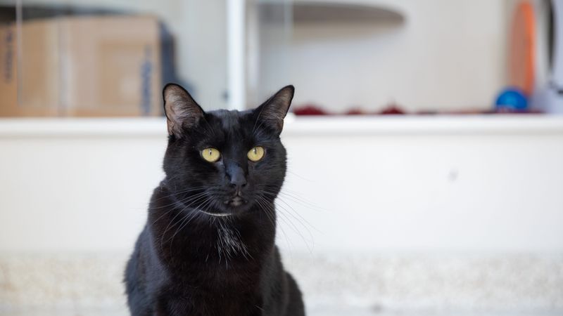 Black Cat