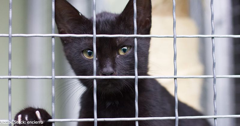 Black Cats