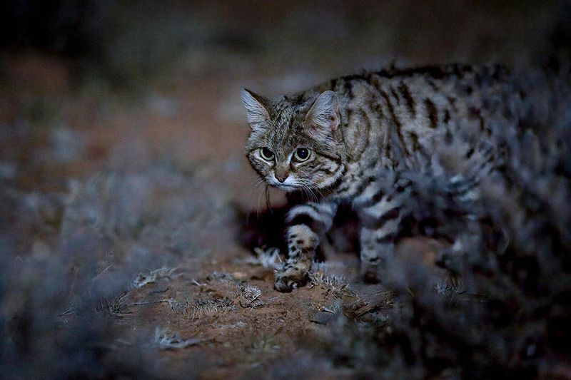 Black-footed Cat
