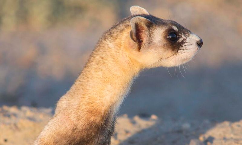 Black-footed Ferret