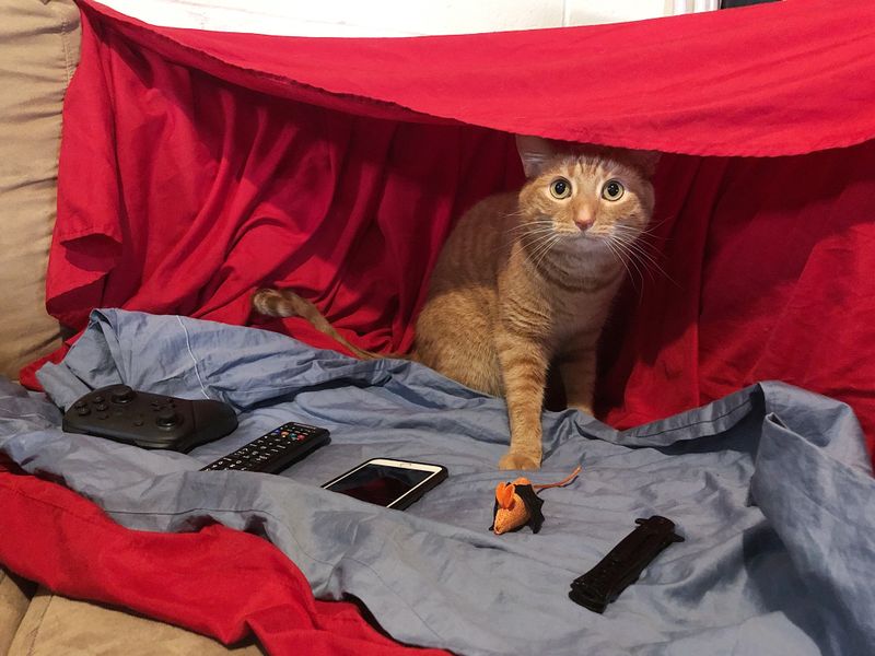 Blanket Fort Adventures