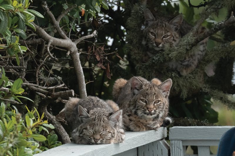 Bobcats' Role in Controlling Prey Populations