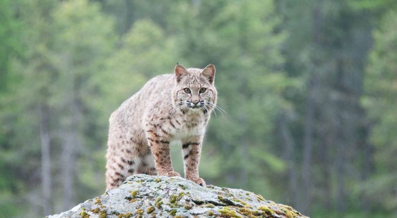 Bobcats and Biodiversity