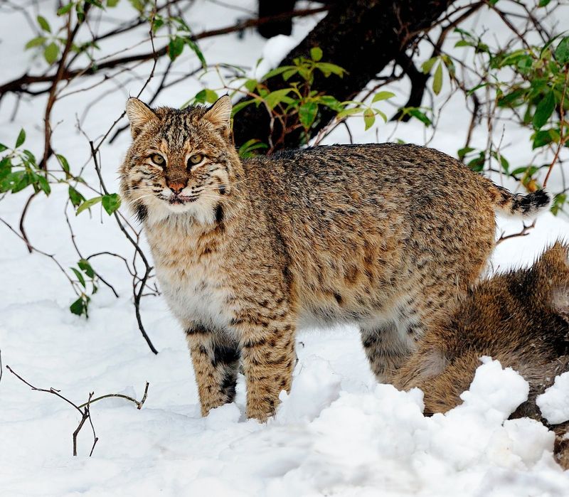Bobcats