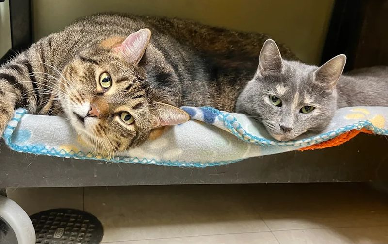 Bonded Pair