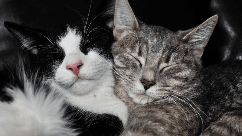 Bonded Pairs