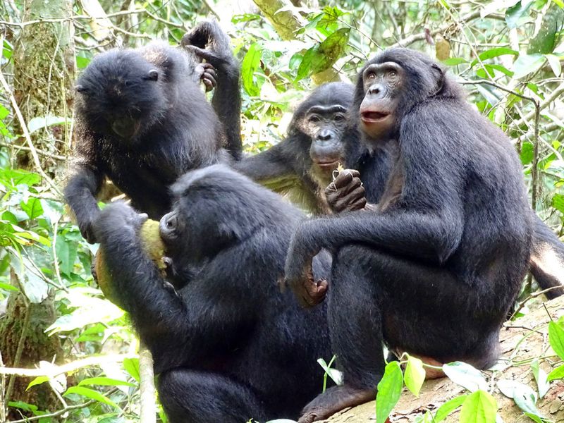 Bonobos