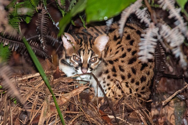 Borneo Bay Cat