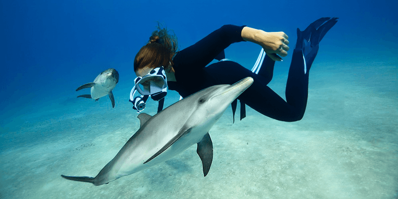 Bottlenose Dolphins