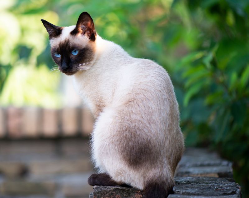 Breed-Specific Allergen Levels
