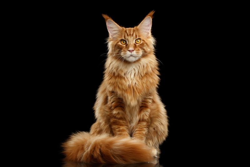 Breed Standards and Recognition