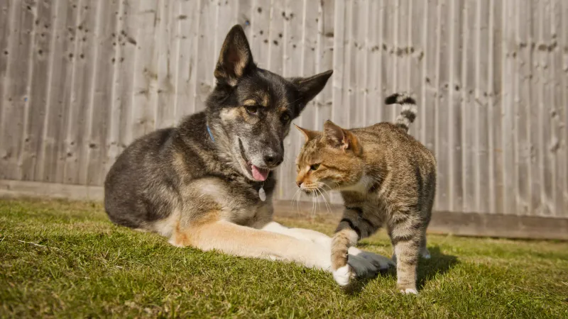 Bringing Home Incompatible Pets